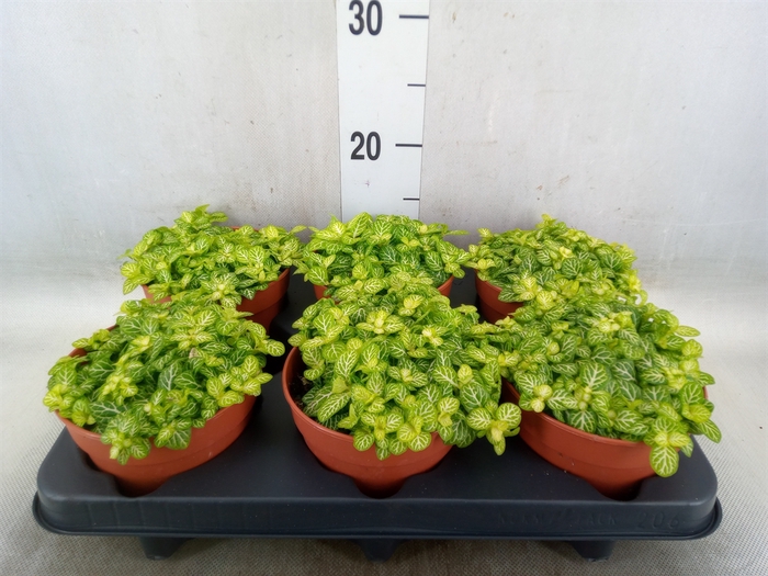 <h4>Fittonia   ...</h4>