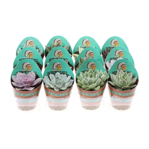 Potcover desert plants succulenten mix