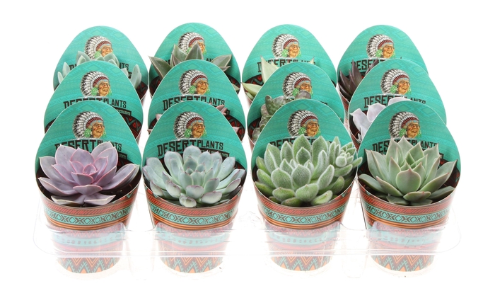 <h4>Potcover desert plants succulenten mix</h4>