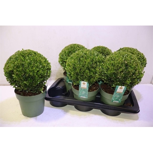 arr8 Ilex Crenata Jenny