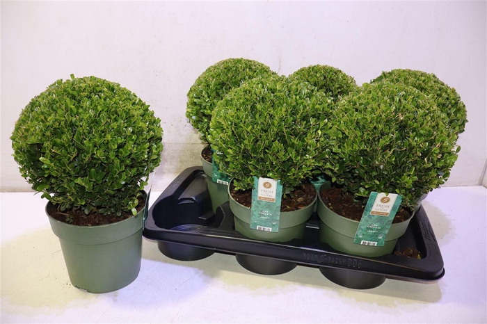 <h4>arr8 Ilex Crenata Jenny</h4>