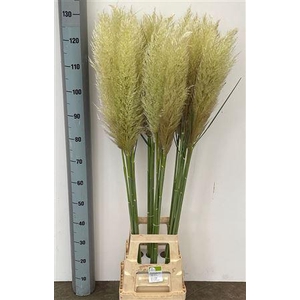 CORTADERIA VERS