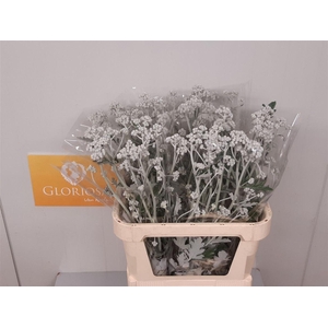 Senecio Cineraria Silver Antonia