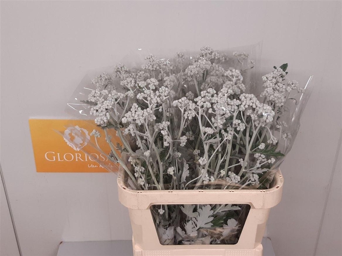 <h4>Senecio Cineraria Silver Antonia</h4>