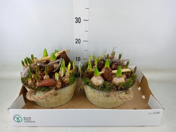 <h4>Arr.   Bol/Knolgewas L%</h4>