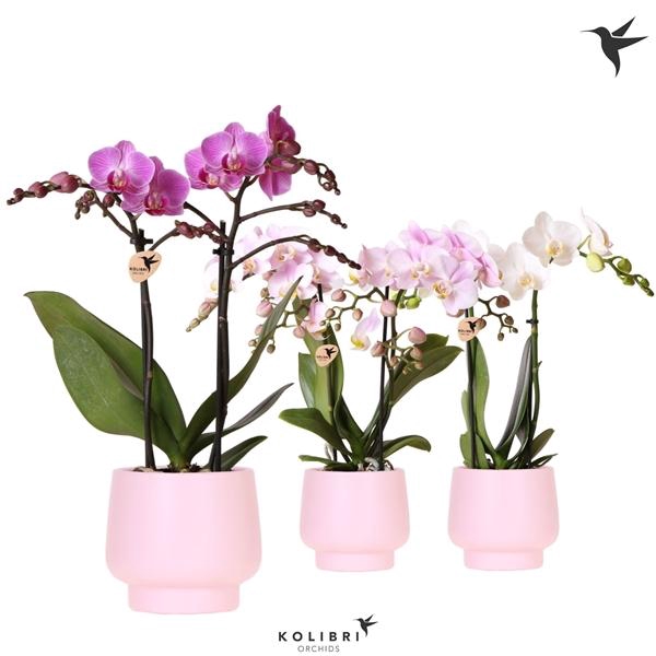 <h4>Phalaenopsis gemengd</h4>