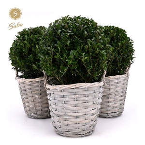 Ilex crenata 'Jenny'® Ball Ø20cm P17 in Basket