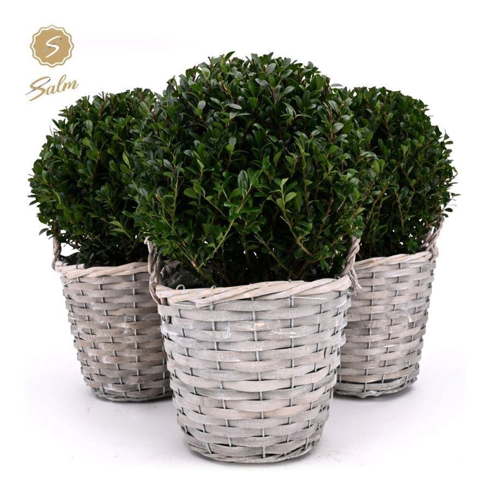 <h4>Ilex crenata 'Jenny'® Ball Ø20cm P17 in Basket</h4>