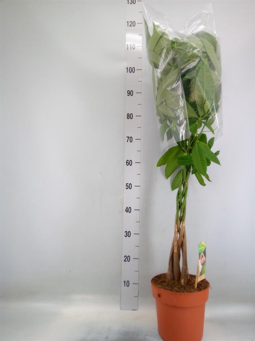 <h4>Pachira aquatica</h4>