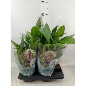 Spathiphyllum  'Pearl Cupido'
