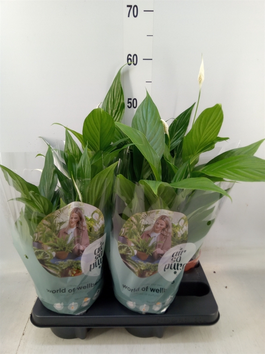 <h4>Spathiphyllum  'Pearl Cupido'</h4>