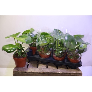 arr8 Pep Polybot Raindrop