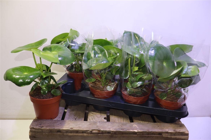 <h4>arr8 Pep Polybot Raindrop</h4>