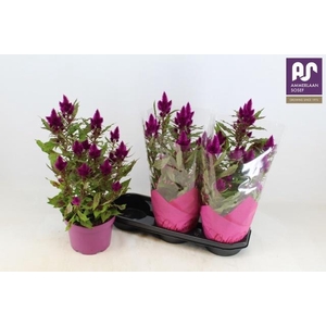 CEL DEEP PURPLE