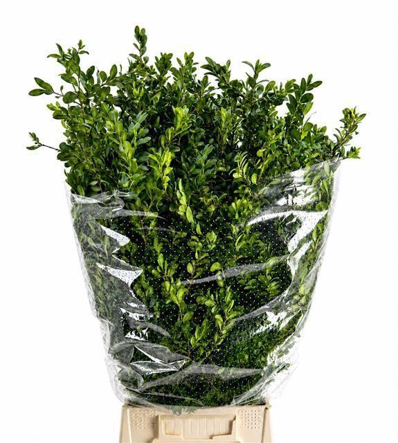 <h4>Buxus semp. .../bos</h4>