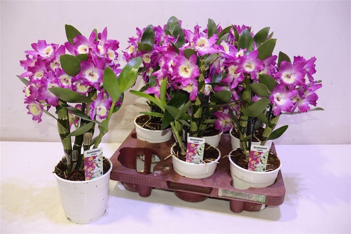 <h4>arr8 Dend Nobile</h4>