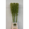 EUCOMIS P-E GOLIATH XXL