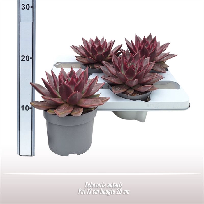 <h4>Echeveria antaris</h4>