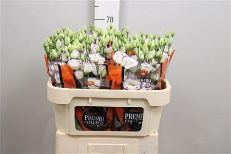 <h4>Eus G Excal Blue Pico</h4>