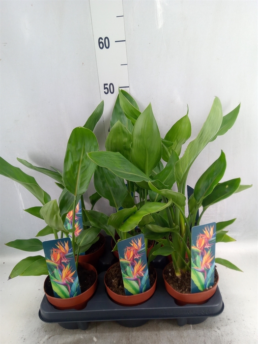 <h4>Strelitzia reg.   ...no flowers</h4>