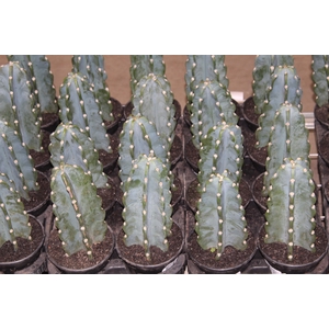 CACTUS MANDACARU P14 SEM ESPINHOS