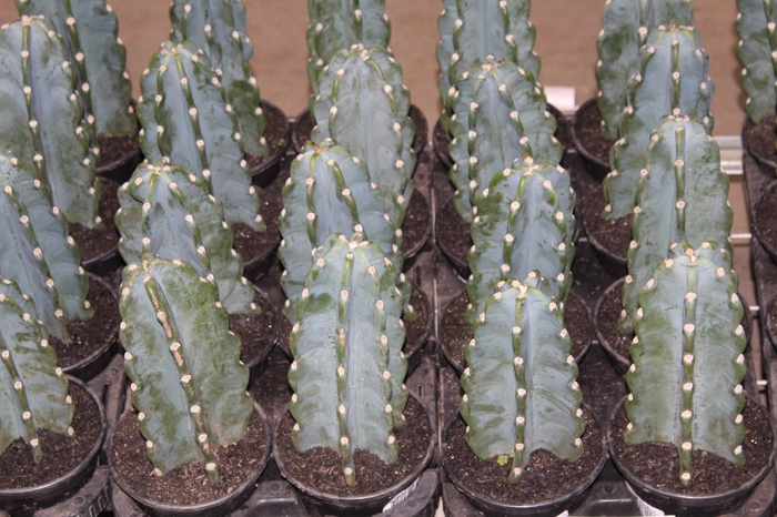 <h4>CACTUS MANDACARU P14 SEM ESPINHOS</h4>