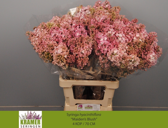 <h4>SYR HY MAIDENS BLUSH</h4>