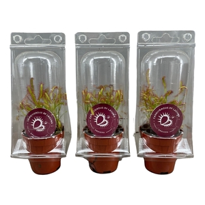 Drosera Capensis 5,5 cm in transparante blister