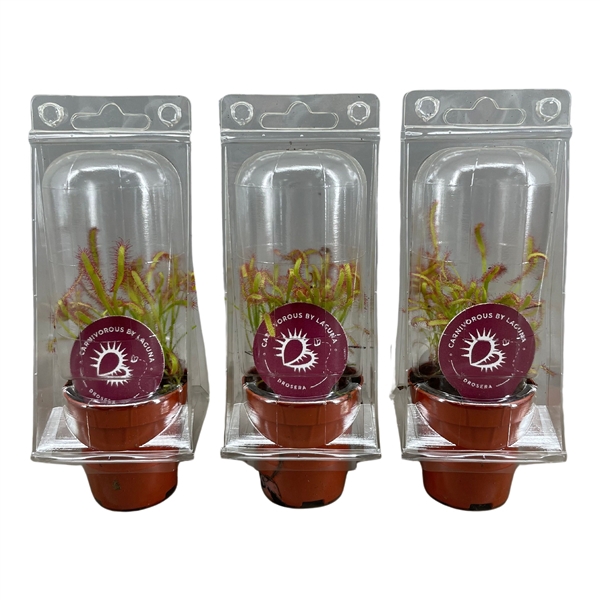 <h4>Drosera Capensis 5,5 cm in transparante blister</h4>