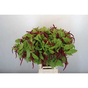 Amaranthus caudatus 'Love Lies Bleeding'