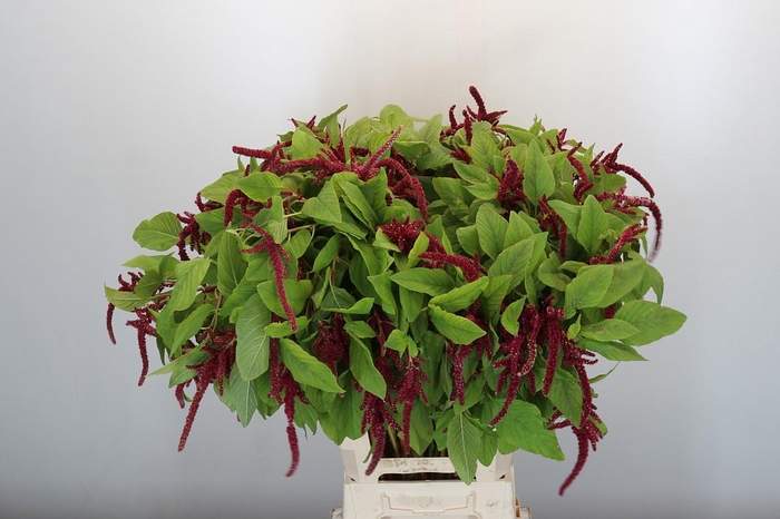 <h4>Amaranthus caudatus 'Love Lies Bleeding'</h4>