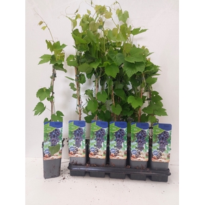 VITIS OV