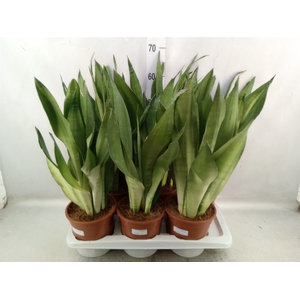 Sansevieria trifa. 'Moonshine'