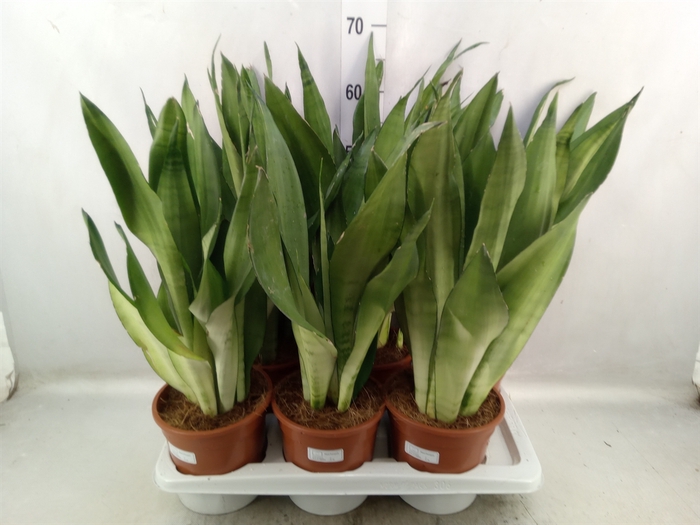 <h4>Sansevieria trifa. 'Moonshine'</h4>