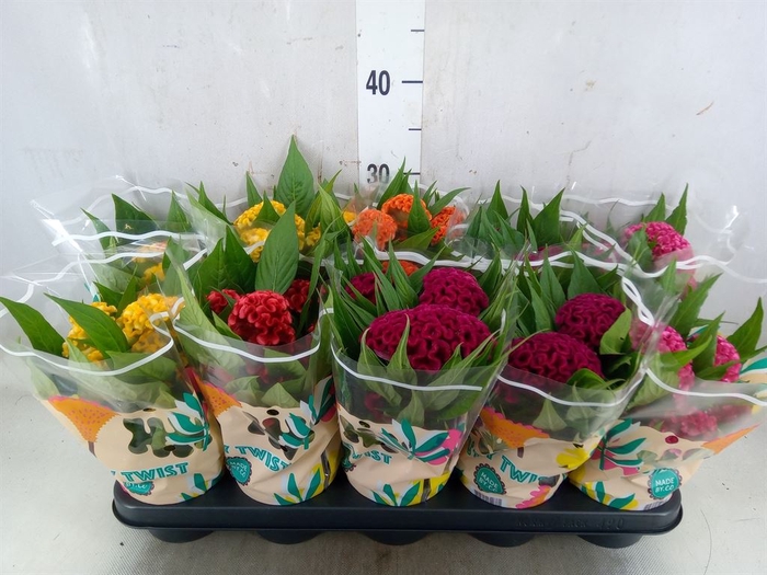 <h4>Celosia arg. CR 'Twisted'   ...mix</h4>