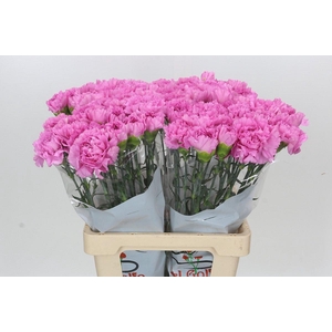 Dianthus St Akela