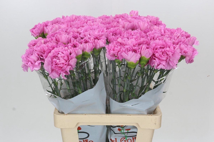 <h4>Dianthus St Akela</h4>