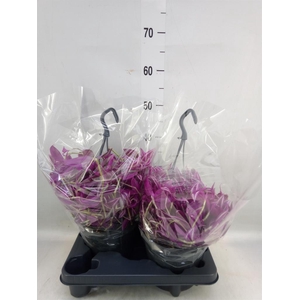 Tradescantia zebr. 'Pink Paradise'