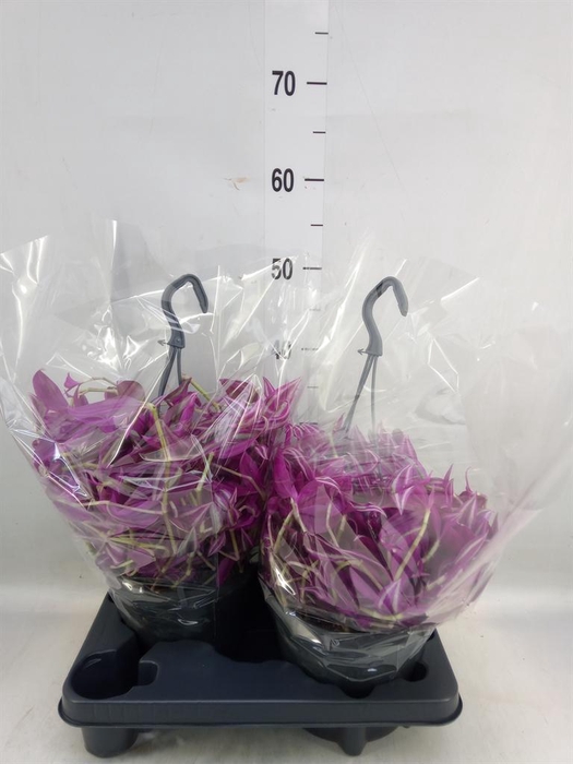 <h4>Tradescantia zebr. 'Pink Paradise'</h4>