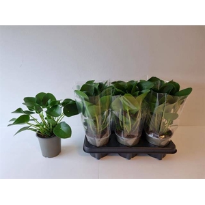 Pilea Peperomioides