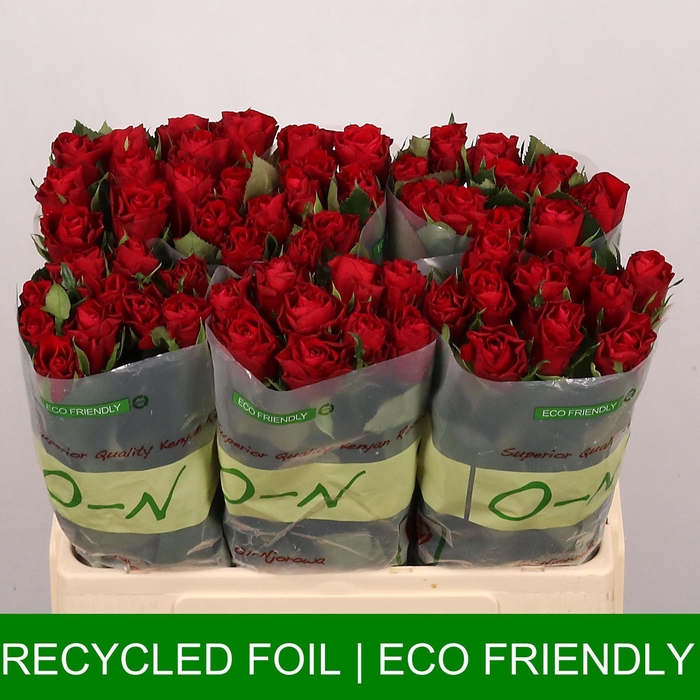 <h4>R GR RED RIBBON</h4>