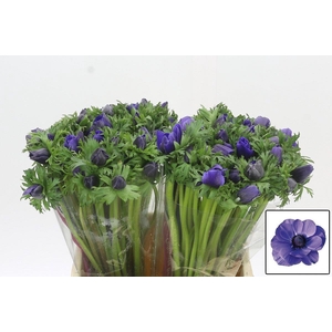 Anemone Mistral Plus Blue