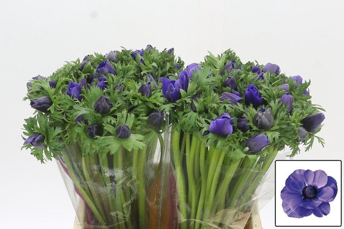 <h4>Anemone Mistral Plus Blue</h4>
