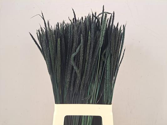 <h4>Df Carmen Grass Dark Green 50g</h4>