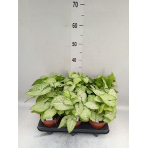 Syngonium  'White Butterfly'