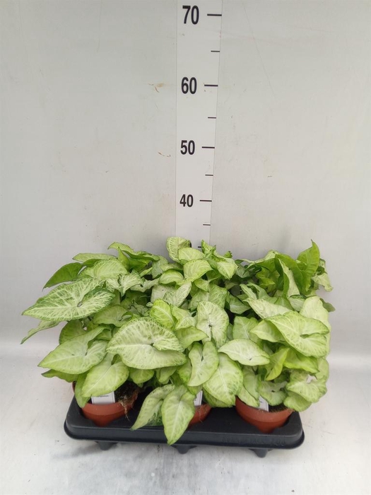 <h4>Syngonium  'White Butterfly'</h4>