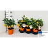 CITR MICROCARPA