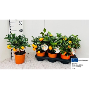 CITR MICROCARPA