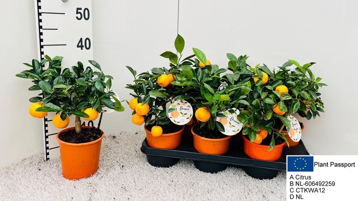 <h4>CITR MICROCARPA</h4>