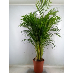 Dypsis lutescens   ...Chrysalidoca
